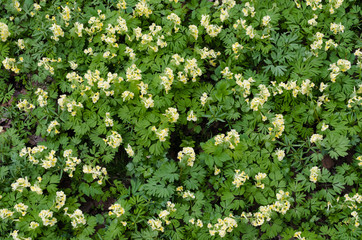 Green forest background of grass and flowers