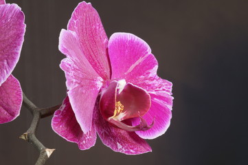 Pink orchid blossoms isolated on a black background