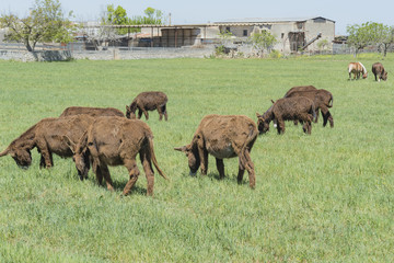 Heard of donkey graze in a green meadow.