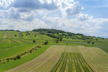 Fototapeta na wymiar Landschaft mit Weingärten am Goldberg bei Oggau im Burgenland