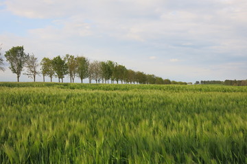 Fototapeta premium Allée d'abre dans les champs