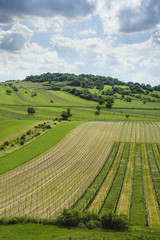 Weingarten im Fr&uuml;hling bei Oggau am Neusiedlersee