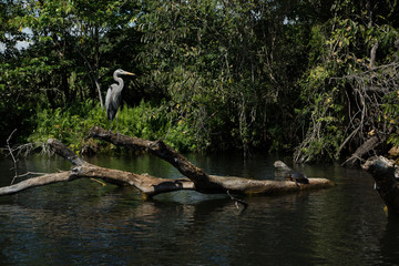 mangrove swamp birds eagle and cranes in Mexico
