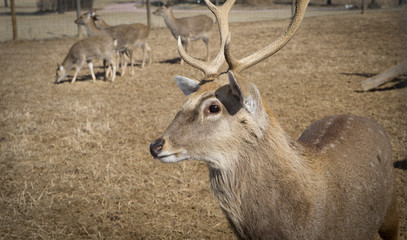 Deer near the DMZ zone, South Korea