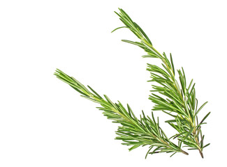 Obraz premium Sprigs of fresh rosemary isolated on white background