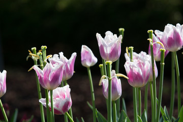 Beautiful purple tulip flowers background..