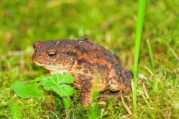 Erdkröte sitzt im Gras