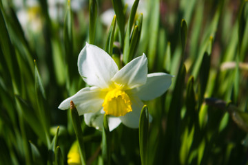 White narcissus in the green grass