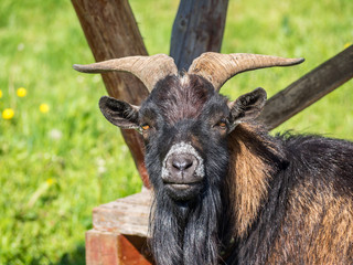 Portrait einer Ziege