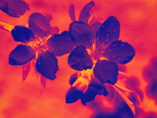 Fototapeta na wymiar Colorful image of a blossoming tree