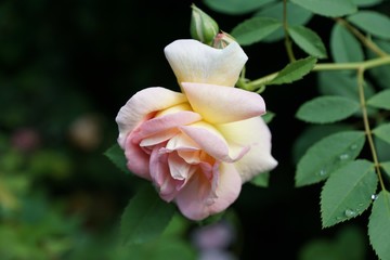 Rose im Garten