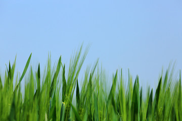 Obraz premium Green spikelets
