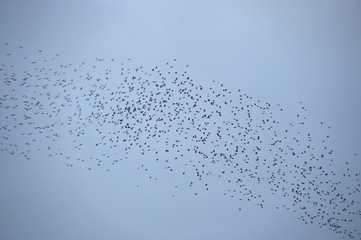 Flock of birds