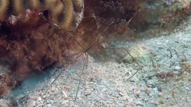 Spider Crab in Caribbean in Caribbean sea