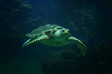 Beautiful sea turtle close-up of a swims in an aquarium of the oceanarium