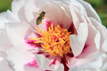 a bee collects nectar