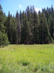 Fototapeta na wymiar Pine Tree Forest with Green Pasture