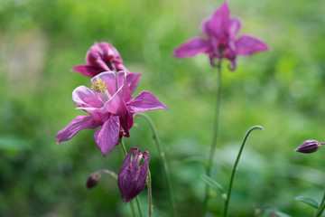 Fototapeta na wymiar A delicate flower of Aquilegia on the background of blurred grass