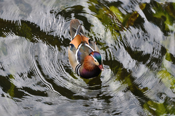 Mandarin duck (Aix galericulata)  swimming in water - obrazy, fototapety, plakaty