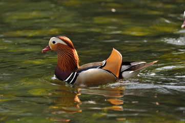 Mandarin duck (Aix galericulata)  swimming in water