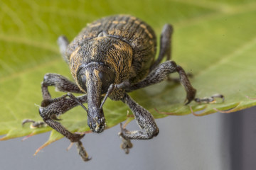 Rüsselkäfer auf Blatt