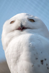 Snow Owl with open mouth in portrait