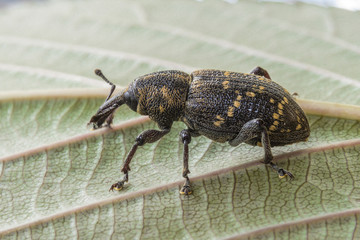 Rüsselkäfer