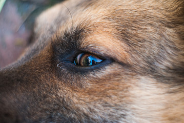 Dog's eye closeup,