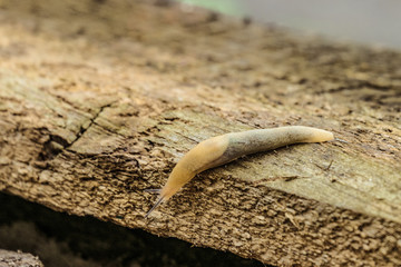 Garden slug crawling on the edge of a wooden beam. Slimy garden pest.