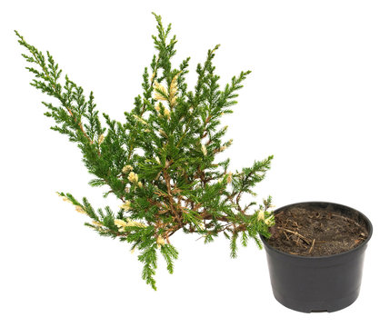 Juniperus horizontalis Andorra Compacta Variegata in a pot isolated on white background. Coniferous trees. Flat lay, top view