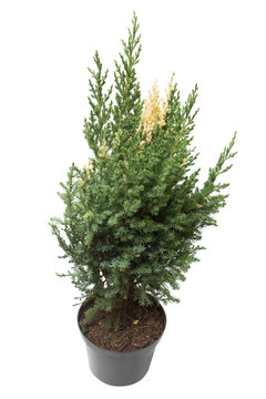 Juniperus chinensis Stricta Variegata in a pot isolated on white background. Coniferous trees. Flat lay, top view