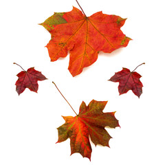 Collection of maple leaves isolated on white background. Flat lay, top view