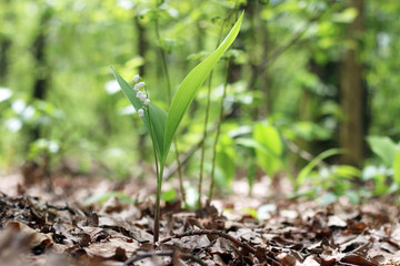 lily in the forest