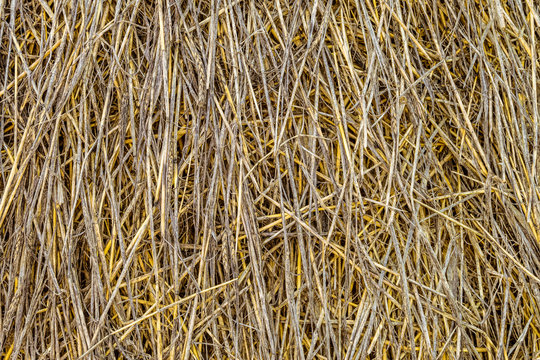 Sheaf of straw closeup. Vegetable natural texture stack of straw, agricultural fodder billet.