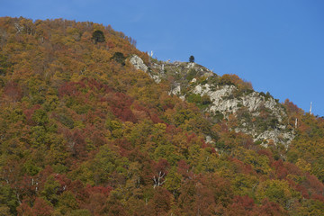 Autumn in Conguillio National Park in southern Chile. Trees in autumn foliage in the foreground; evergreen Araucania Trees (Araucaria araucana) beyond on the higher rocky mountain tops. 