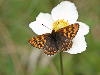 Schlüsselblumen-Würfelfalter (Hamearis lucina) auf Großem Windröschen (Anemone sylvestris)