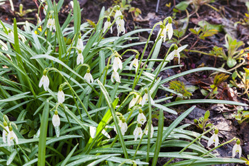bush of white snowdrop flowers close up