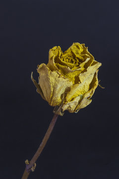 Rose, dunkler Hintergrund