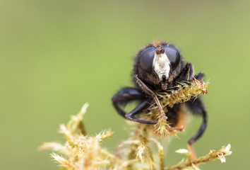 Hoverfly, Criorhina ranuculi, male, front view showing white face