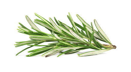 Fototapeta premium Fresh rosemary isolated on white background