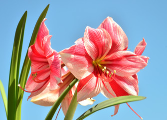A bouquet of amaryllis pink flowers on a blue sky background. Flowering, spring, beautiful. Hippeastrum Gervase