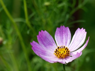 Kwiat kosmos © mknight9090