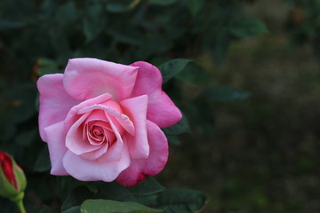霊山寺ローズガーデン