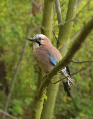 czech forrest bird