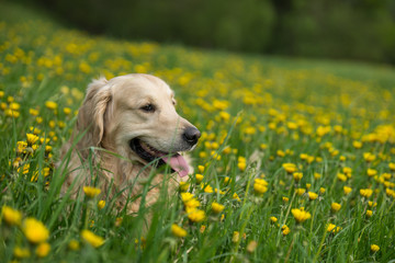 Golden retriever, Happy dog