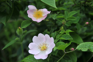 Wild rose blooming