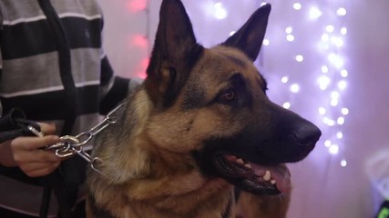Purebred German Shepherd performing at canine show, search and rescue dog breed