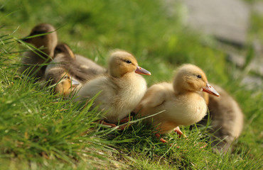 little ducks in the sun