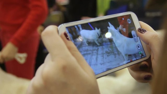 Female hands filming and taking photos of funny dogs at canine show on the phone