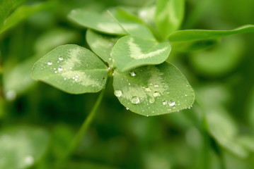 Water Drops On Clover